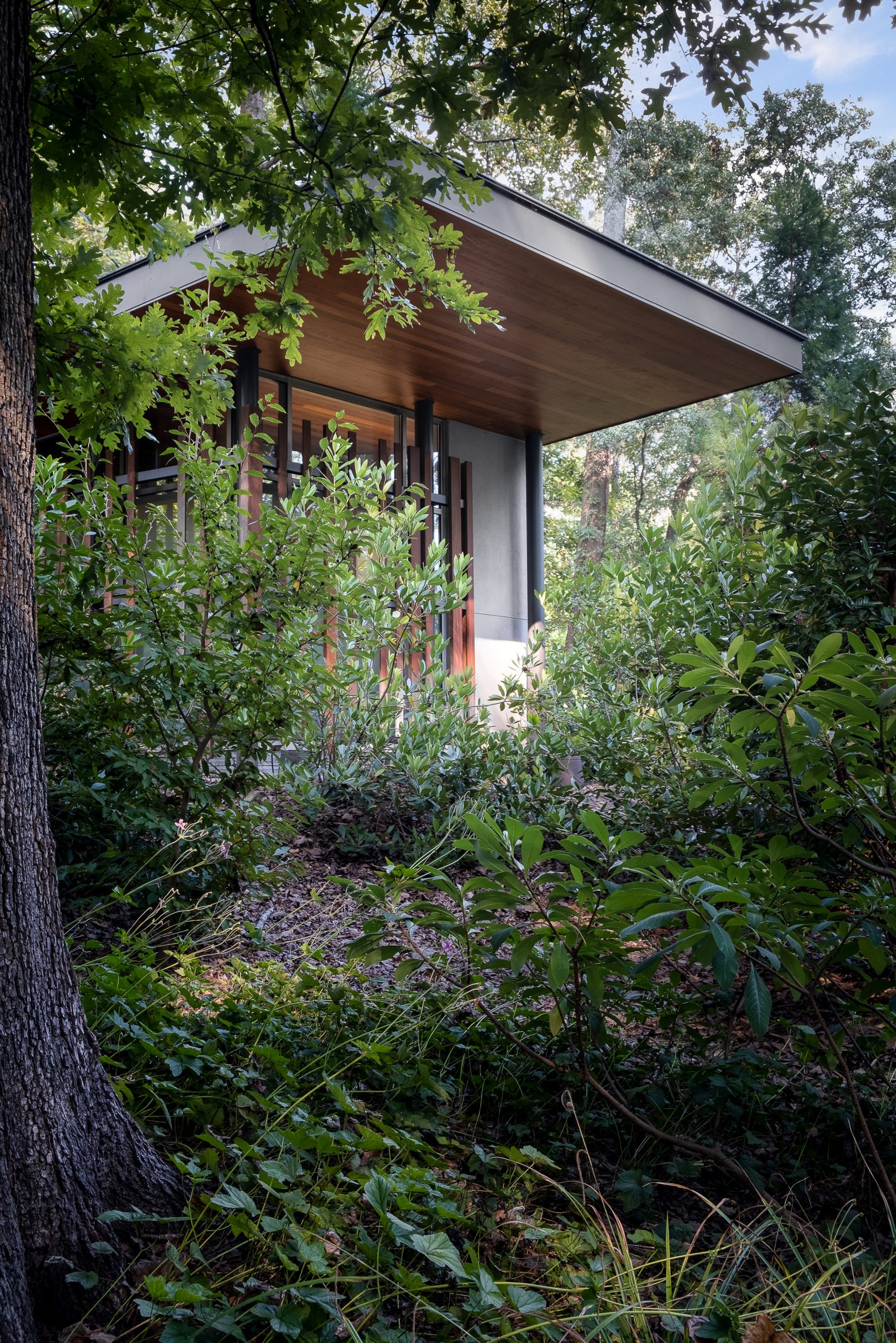 Architectural photography of a building rising out of a thicket of trees and bushes